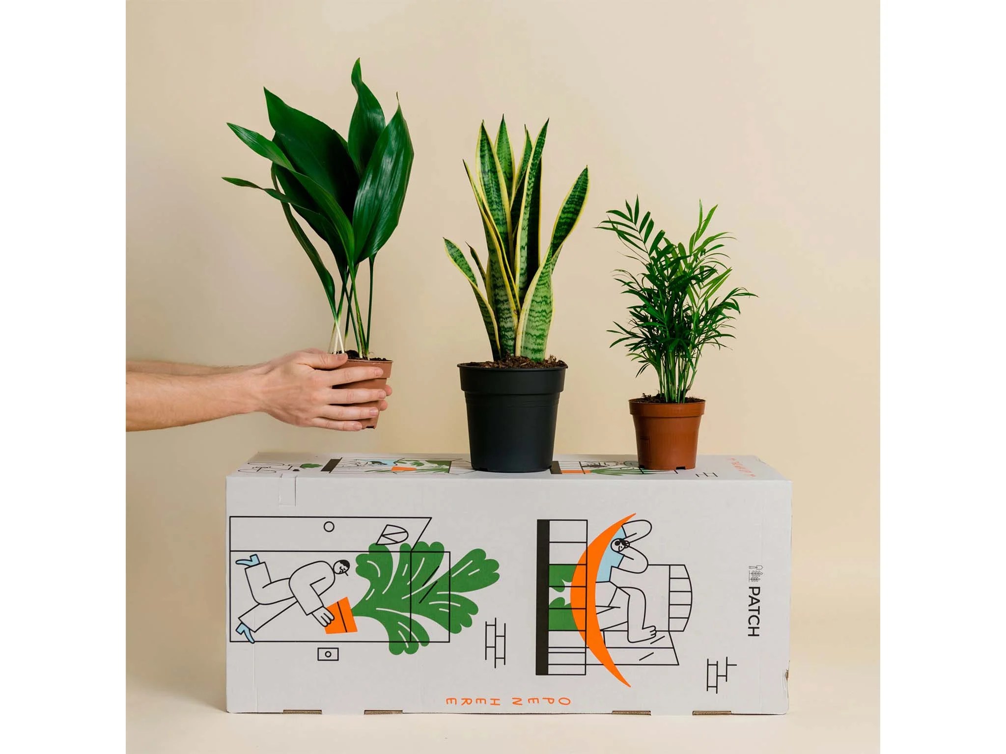 Best places to buy plants 2024 Online garden centres and nurseries